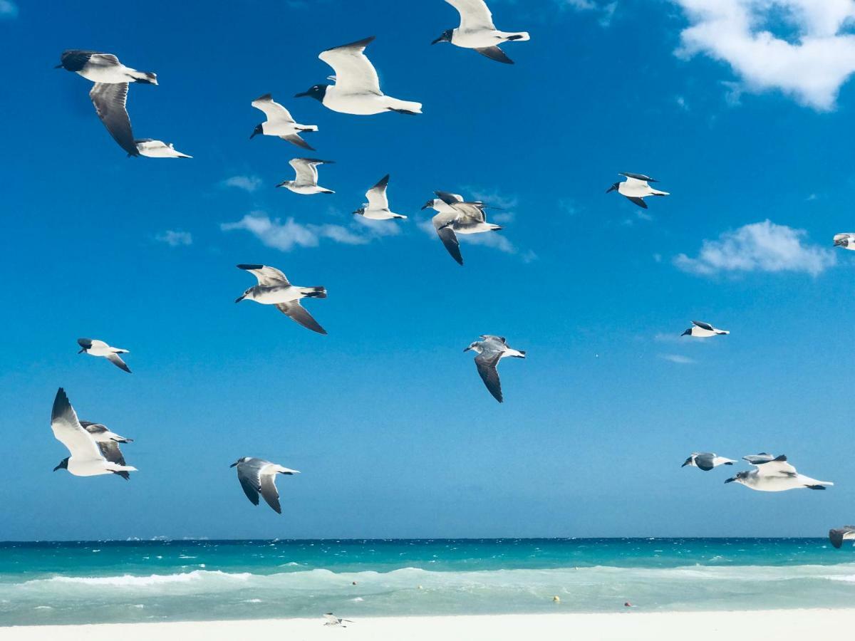 Villa Bella 3Br Wifi Bikes Beach Access (Adults Only) بلايا ديل كارمن المظهر الخارجي الصورة